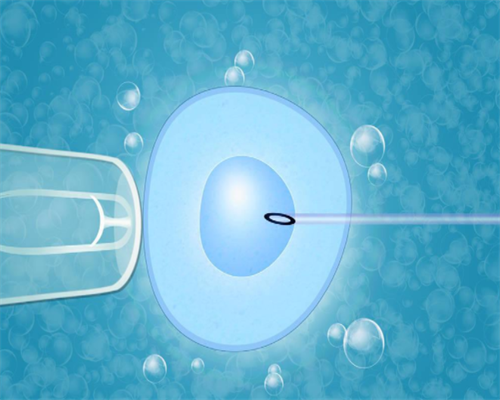供卵试管代孕qq群_试管生儿子的费用,卵泡成熟不排卵是什么原因造成的？